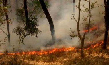 उत्तराखंड के जंगलों में भीषण आग
