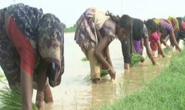 इफ़ेक्ट : बरसात से धान पौध रोपण में किसान को मिली संजीवनी