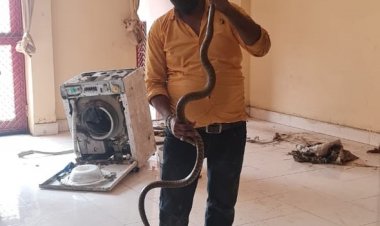 टीकरमाफी आश्रम में निकला 8 फिट लंबा घोड़ा पछाड़ साँप,  दिलीप काके ने पकड़ा साँप सुरक्षित स्थान पर छोड़ा