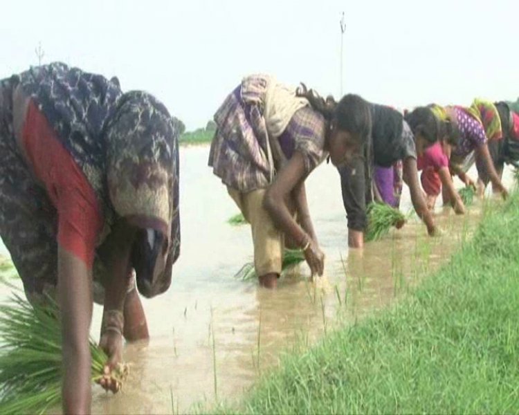 इफ़ेक्ट : बरसात से धान पौध रोपण में किसान को मिली संजीवनी