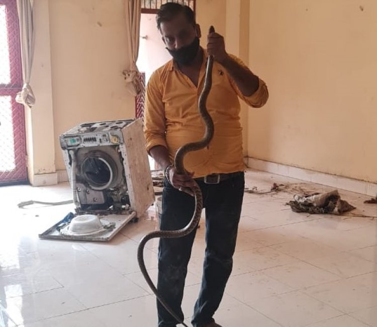 टीकरमाफी आश्रम में निकला 8 फिट लंबा घोड़ा पछाड़ साँप, दिलीप काके ने पकड़ा साँप सुरक्षित स्थान पर छोड़ा