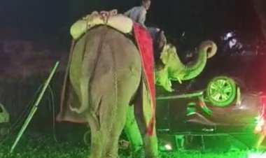 बारात में हाथी हुआ बेकाबू, गाडिय़ों मे की तोडफ़ोड़