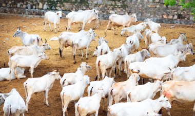 कोरोना में बनी ढाल देसी नस्ल की गाय, सर्वेक्षण का निष्कर्ष