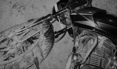 प्रयागराज: पुलिस मुठभेड़ में शातिर बदमाश को लगी गोली, घायल