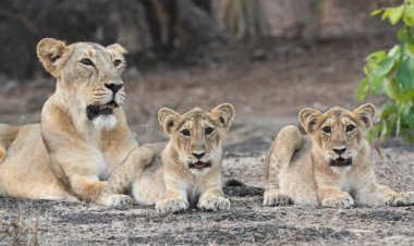 विश्व शेर दिवस : पिछले कुछ वर्षों में भारत में शेरों की आबादी लगातार बढ़ी : प्रधानमंत्री मोदी