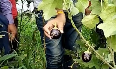 बैगन में उभरा मिला राम नाम, शुरू हुई पूजा अर्चना