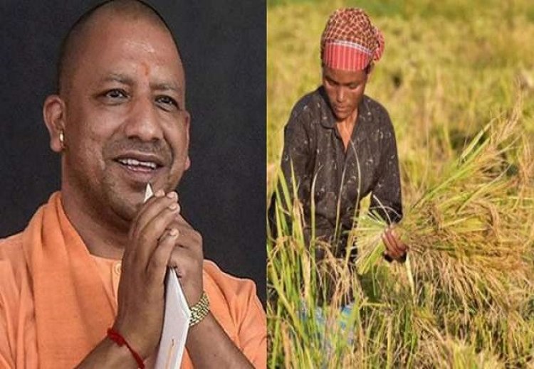 योगी सरकार ने बढ़ाया धान का समर्थन मूल्य, कैबिनेट ने भी दी हरी झंडी