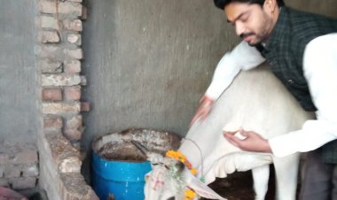 लखनऊ में स्वयंसेवकों ने गौमाता पूजन कर मनायी गोपाष्टमी