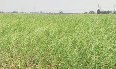 सरसों की खेती से किसानों के चेहरों पर खुशी