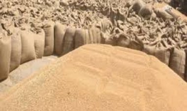 UP में एक अप्रैल से होगी गेहूं खरीद, पंजीकरण शुरू