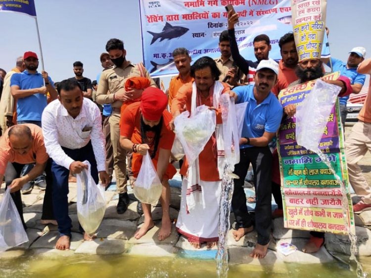 प्रयागराज सिफरी ने हजारों मछलियों को गंगा में रैंचिंग कर छोड़ा