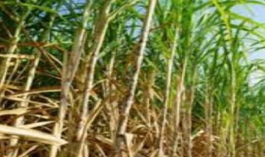 उत्तर प्रदेश में बढ़ेगी गन्ने की मिठास, चीनी मिलों का होगा आधुनिकीकरण