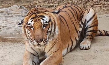 अब लखनऊ प्राणि उद्यान में देखने को नहीं मिलेगा सबका चहेता 'किशन'