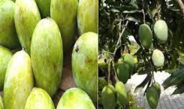 शारजाह के लिए उड़ान भरेगा बनारसी लंगड़ा आम, 26 जून को मुख्यमंत्री करेंगे रवाना