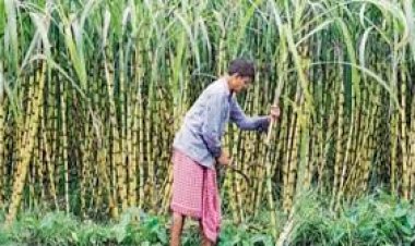 योगी सरकार का दावा, छह वर्ष में रिकॉर्ड 2.14 लाख करोड़ गन्ना मूल्य का भुगतान