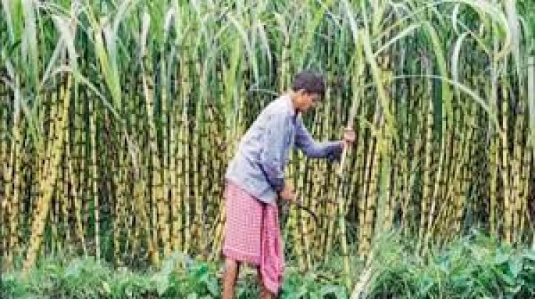 योगी सरकार का दावा, छह वर्ष में रिकॉर्ड 2.14 लाख करोड़ गन्ना मूल्य का भुगतान