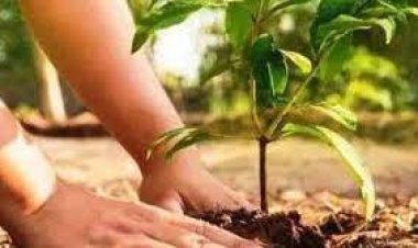 पौधरोपण अभियान : सरकार ने की पुख्ता तैयारी, रोपे गये हर पौधे की मिलेगी पूरी जानकारी