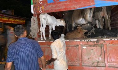शंकरगढ़ पुलिस ने डीसीएम में मवेशी ले जाते तीन को किया गिरफ्तार