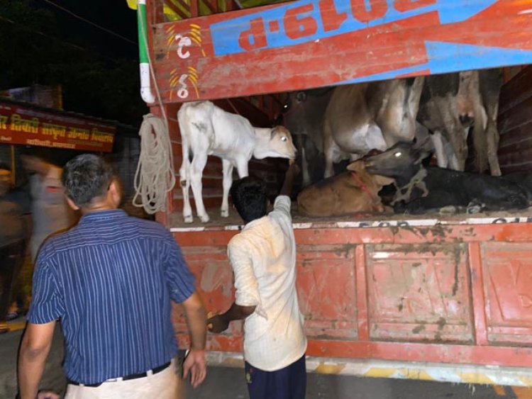 शंकरगढ़ पुलिस ने डीसीएम में मवेशी ले जाते तीन को किया गिरफ्तार