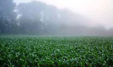 उप्र में अगले दो दिन तक शीतलहर में कमी नहीं