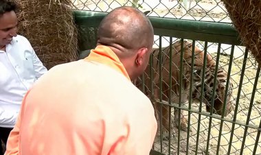 दहाड़कर बाघ अमर और बब्बर शेर पटौदी ने दी सीएम योगी को सलामी