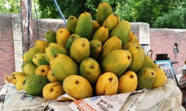 भोपाल : राजधानी में 14 जून से लगेगा पांच दिवसीय आम महोत्सव, मिलेंगी कई किस्में