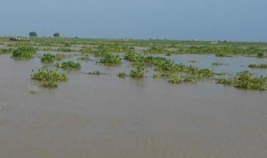गोरखपुर में राप्ती और गोण्डा में कुआनो नदियां खतरे के निशान से ऊपर