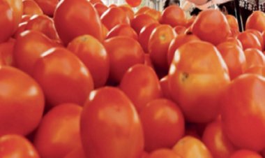 टमाटर के दाम में जल्‍द गिरावट के आसार, खुदरा भाव 75 रुपये प्रति किलो