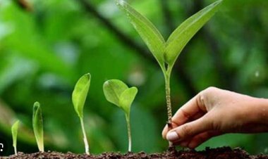 यूपी में 15 जुलाई से शुरू होगा 'हर घर स्वच्छता, हर घर हरियाली' अभियान