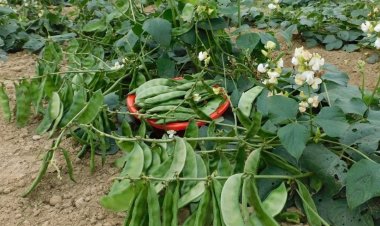 लौकी और सेम की उन्नत किस्म से किसानों की बढ़ेगी आय,35 डिग्री सेंटीग्रेड पर भी अच्छी उपज