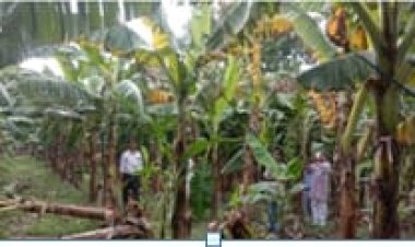 उत्तर प्रदेश के केला उत्पादक किसानों के लिए खुशखबरी