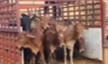 वध के लिए ले जाए जा रहे 16 गोवंश बरामद, वाहन सीज