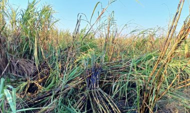 किसानों की 23 बीघा गन्ने की फसल में लगी आग