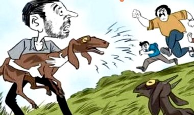 बकरी के बच्चों का सिर काट कर धड़ चुरा ले गए चाेर 