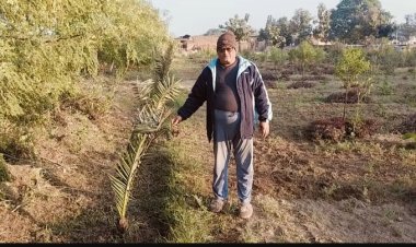 उप्र के औरैया  में पहला गांव जहां खजूर और चंदन की हो रही खेती