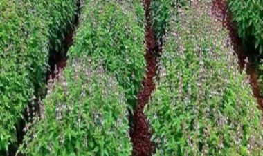 देश-विदेश के बाजार को तुलसी उपलब्ध कराएंगे झांसी के किसान!