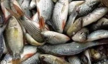 मत्स्य विभाग की कल्याणकारी योजनाओं की अनुदान राशि का किया जा रहा भुगतान 