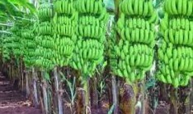 केले की खेती से बढ़ेगी यूपी के किसानों की कमाई