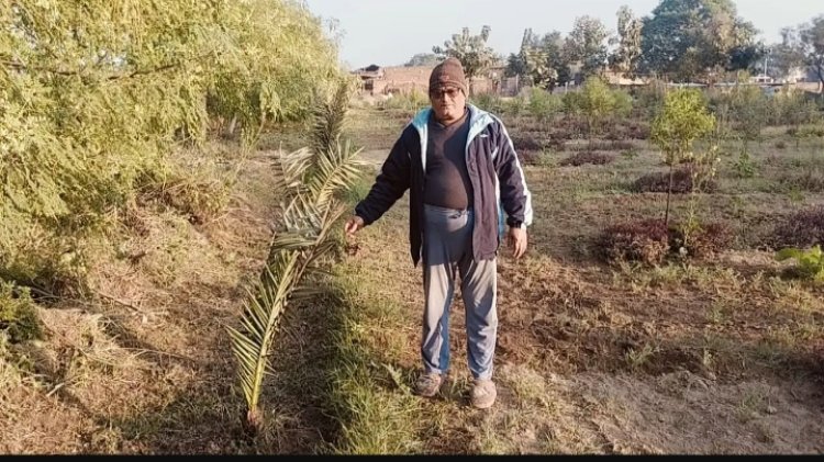 उप्र के औरैया में पहला गांव जहां खजूर और चंदन की हो रही खेती