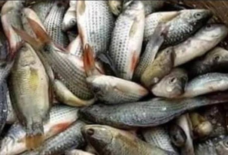 मत्स्य विभाग की कल्याणकारी योजनाओं की अनुदान राशि का किया जा रहा भुगतान