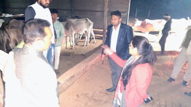 देर रात एसडीएम ने गौशालाओं का किया निरीक्षण