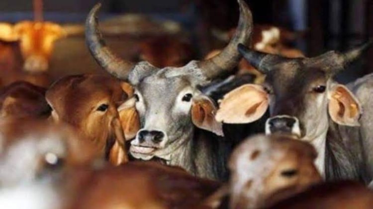 खूंटे से बांधकर गौवंश को पीटने का वीडियो वायरल, मुकदमा दर्ज