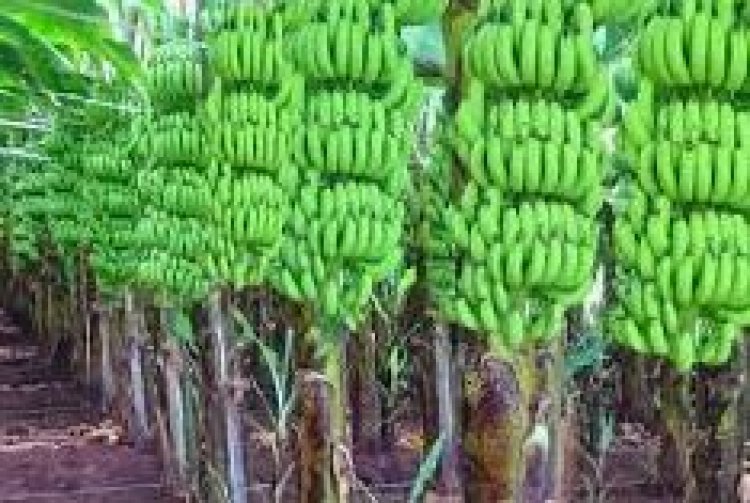 केले की खेती से बढ़ेगी यूपी के किसानों की कमाई