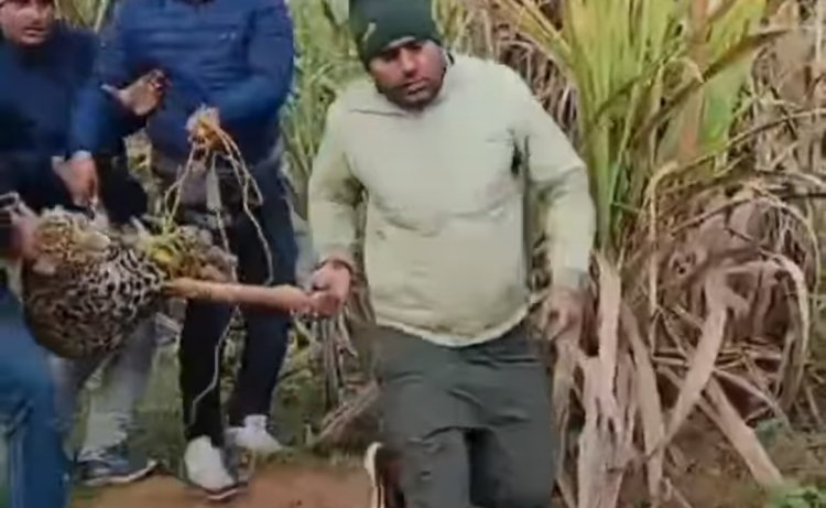 बिजनौर: गुलदार के पकड़े जाने पर ग्रामीणाें ने ली राहत सांस