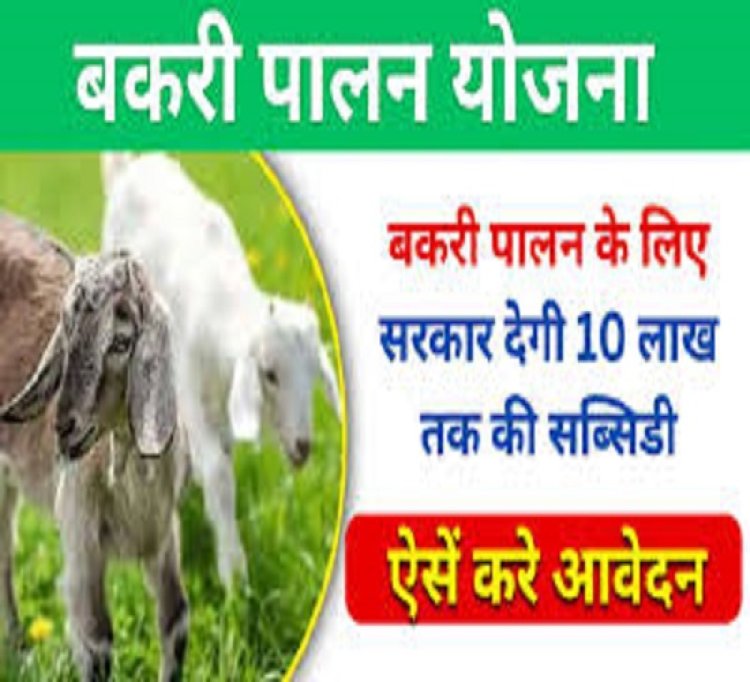 बकरी पालन का कारोबार शुरू करने के लिए सरकार दे रही पचास फीसदी अनुदान