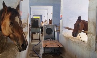 प्रयागराज में पुलिस के घोड़ों को मिल रहा 'एथलीट-लेवल' ट्रीटमेंट