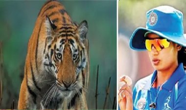 क्रिकेटर मिताली को फाटो जोन में दिखा बाघ