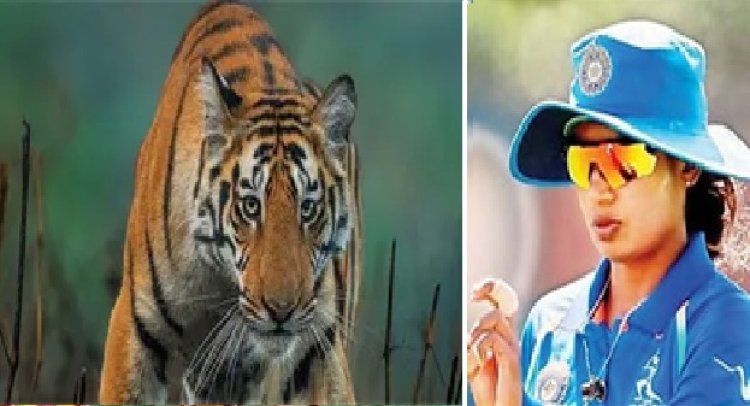 क्रिकेटर मिताली को फाटो जोन में दिखा बाघ