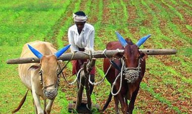 बारिश से तिल की फसल को हो सकता है बड़ा नुकसान