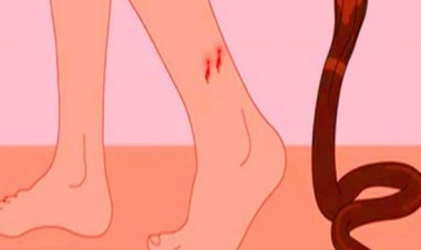 प्रयागराज में सर्पदंश का कहर जारी: महज 12 घंटे में बच्ची सहित दो की मौत